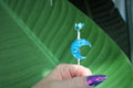 Hand holding a blue smoke ring against a green leaf background