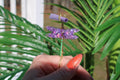 Image shows a purple sequin dragonfly smoke ring with a purple rolling paper in front of a fake plant 