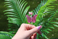 Hand holding a pink butterfly smoke ring with green leaves in the background